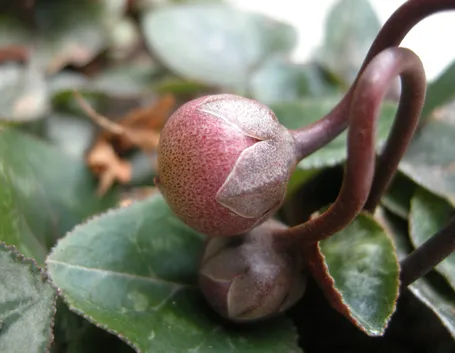 Germoglio ciclamino