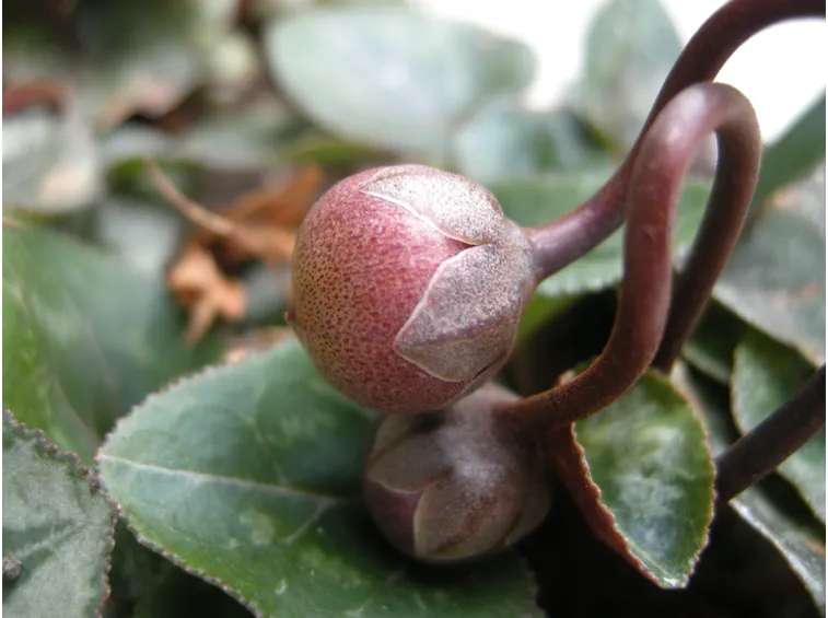 Germoglio ciclamino