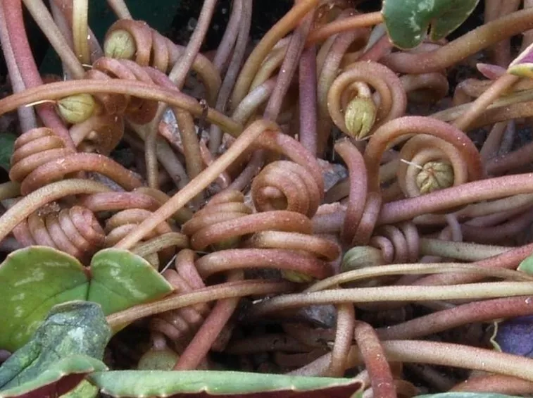 Bocciolo di ciclamino