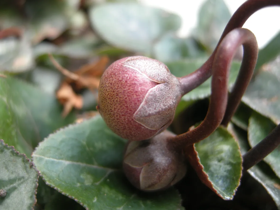 Germoglio ciclamino