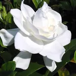 Gardenia pianta in fiore