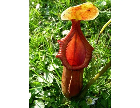 primo piano nepenthes