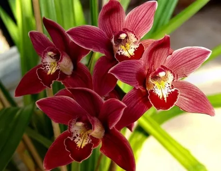 Fiore di orchidea Cymbidium