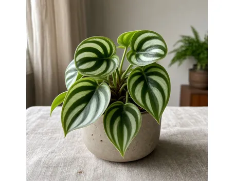 Esemplare di peperomia