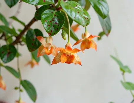 Esemplare di Nematanthus gregarius