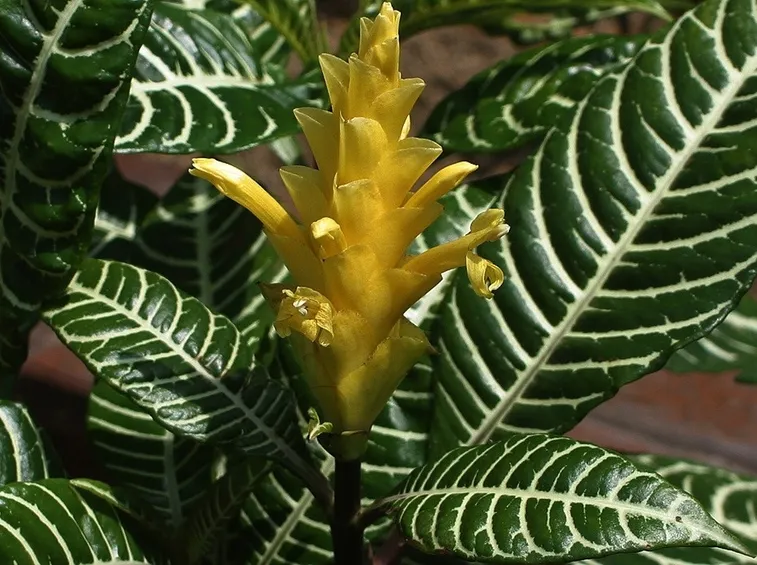 Fiore e foglie di Aphelandra