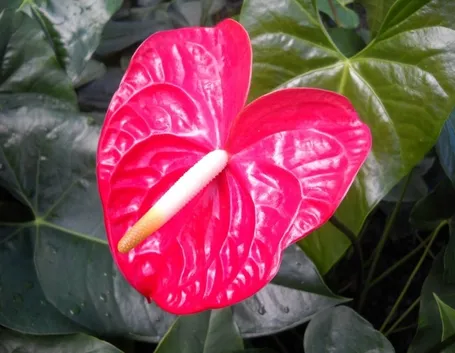 Anthurium rosso
