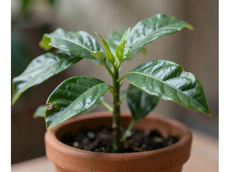 Una pianta del caffè