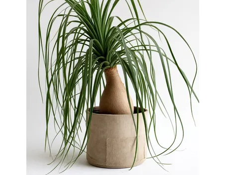 Pianta del fumo in vaso