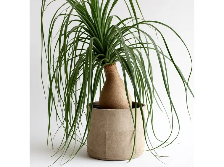 Pianta del fumo in vaso