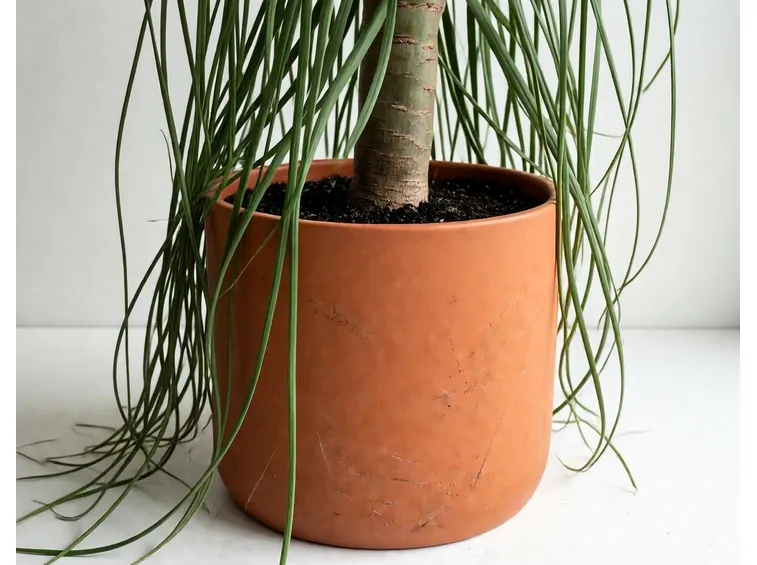 Beaucarnea o Pianta del fumo in vaso