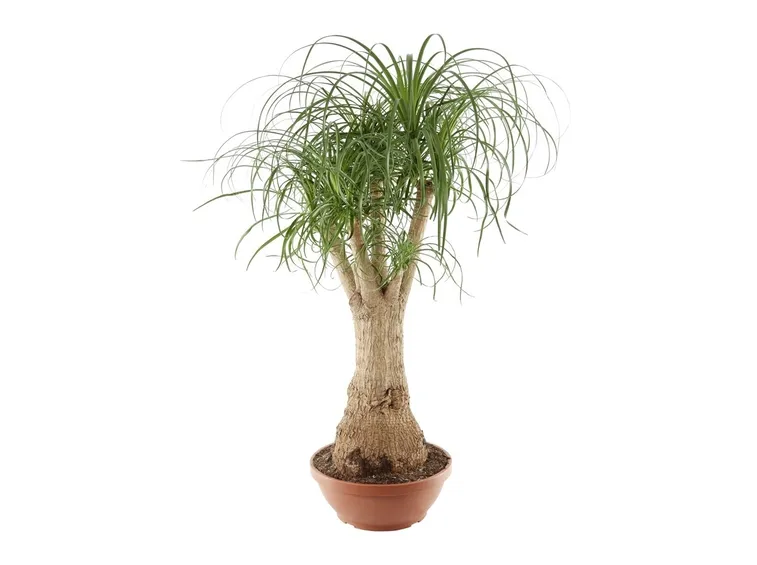 Pianta del fumo in vaso