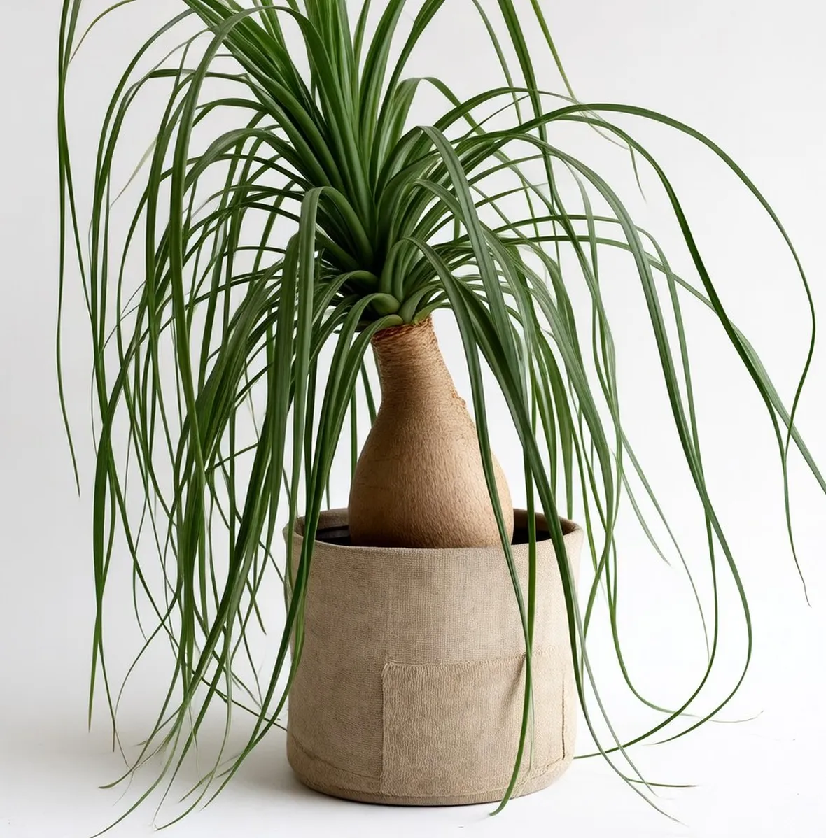 Pianta del fumo in vaso