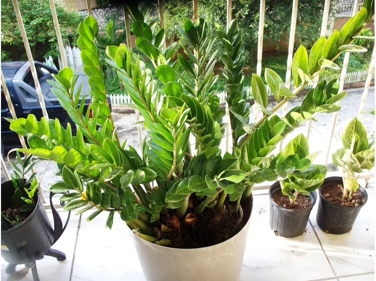 zamioculcas