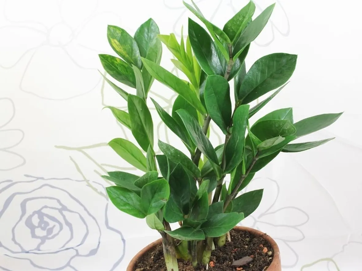 Zamioculcas 
