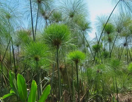 Piante di papiro