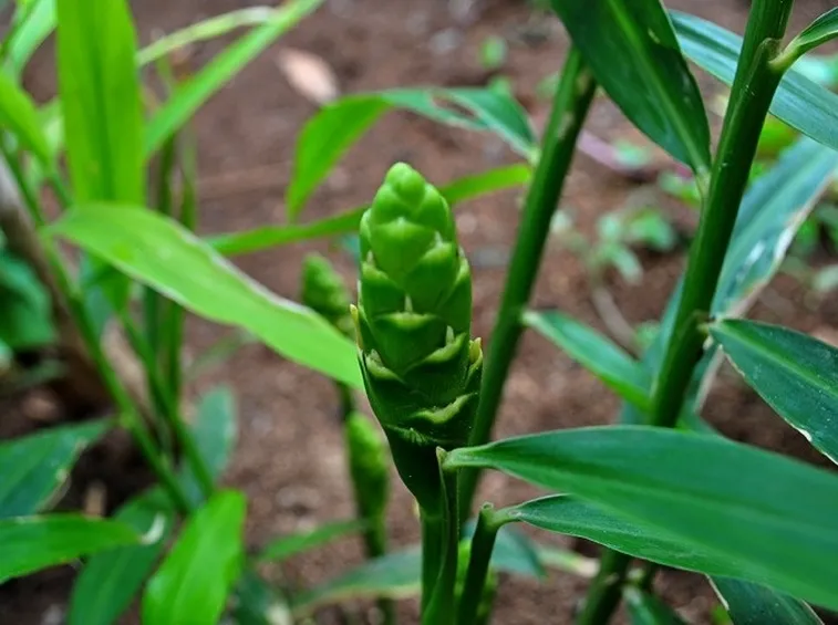 Bocciolo fiore di zenzero