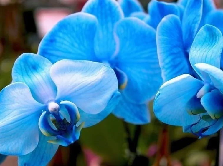 Fiori Phalaenopsis Blu ( colorati artificialmente )