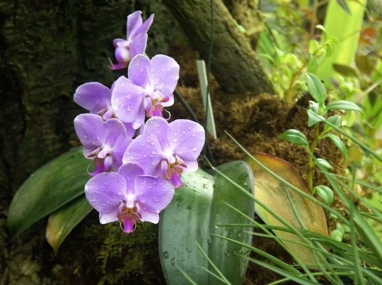 Pianta di Orchidea in natura