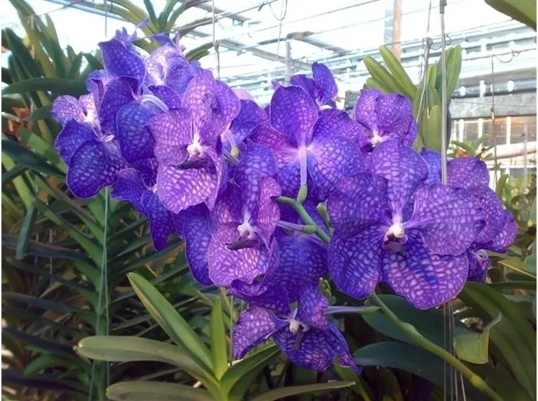 Orchidea Vanda