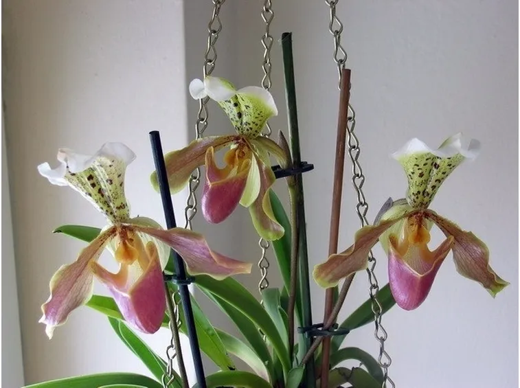 Orchidea Paphiopedilum