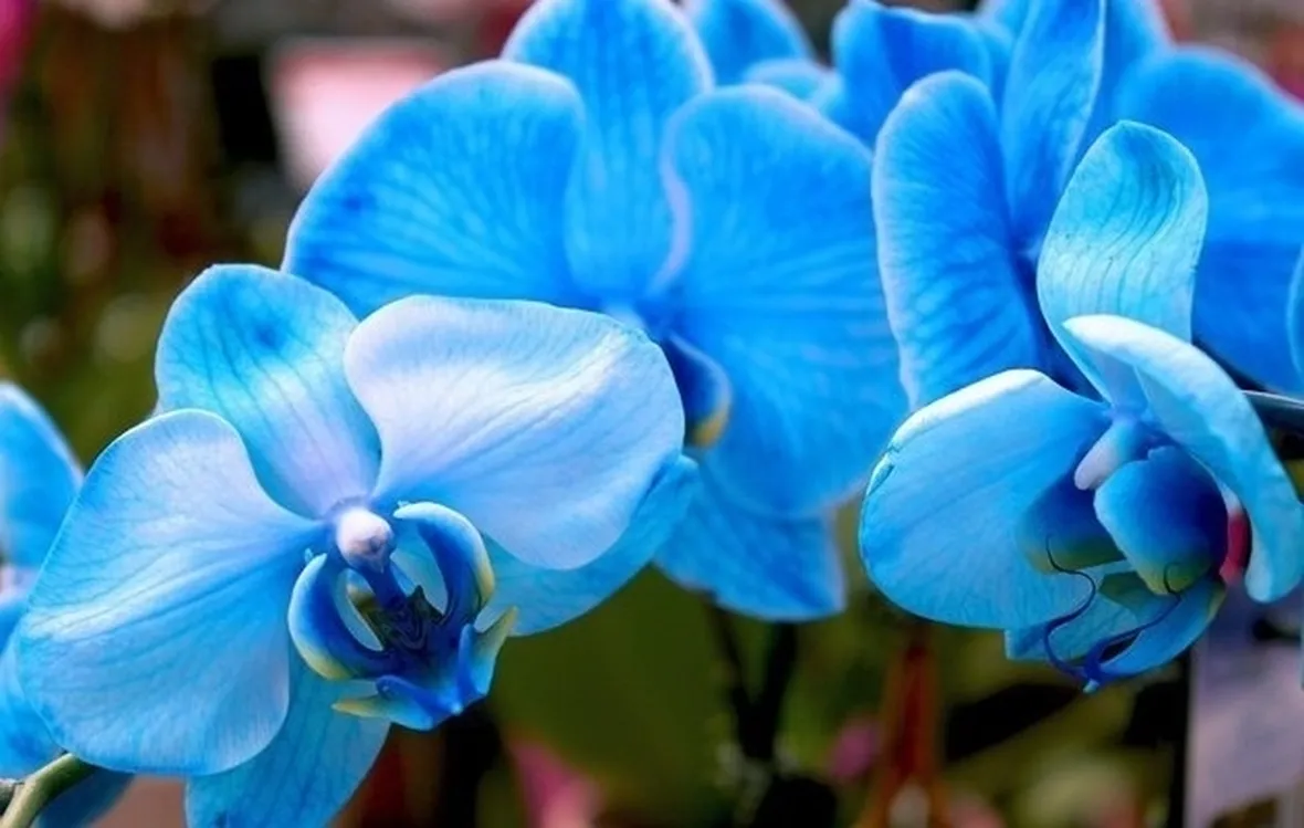 Fiori Phalaenopsis Blu ( colorati artificialmente )