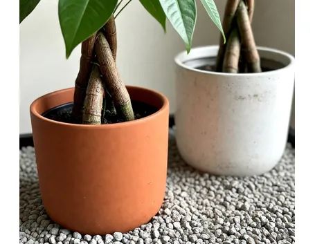 Esemplari di pianta pachira coltivati in vaso