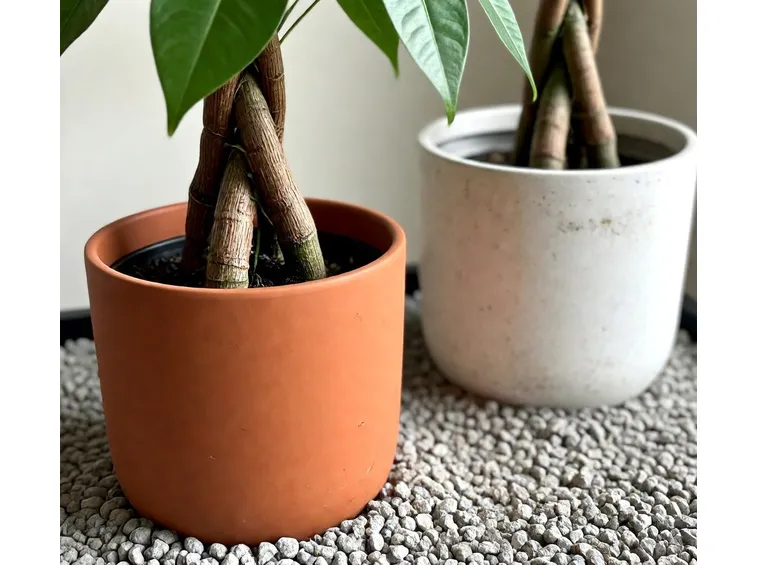Esemplari di pianta pachira coltivati in vaso