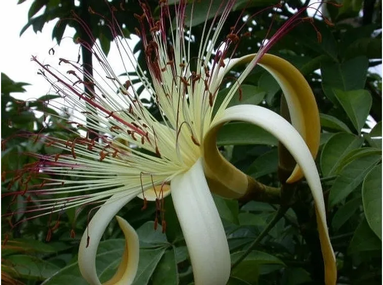 Il particolare fiore della pianta pachira
