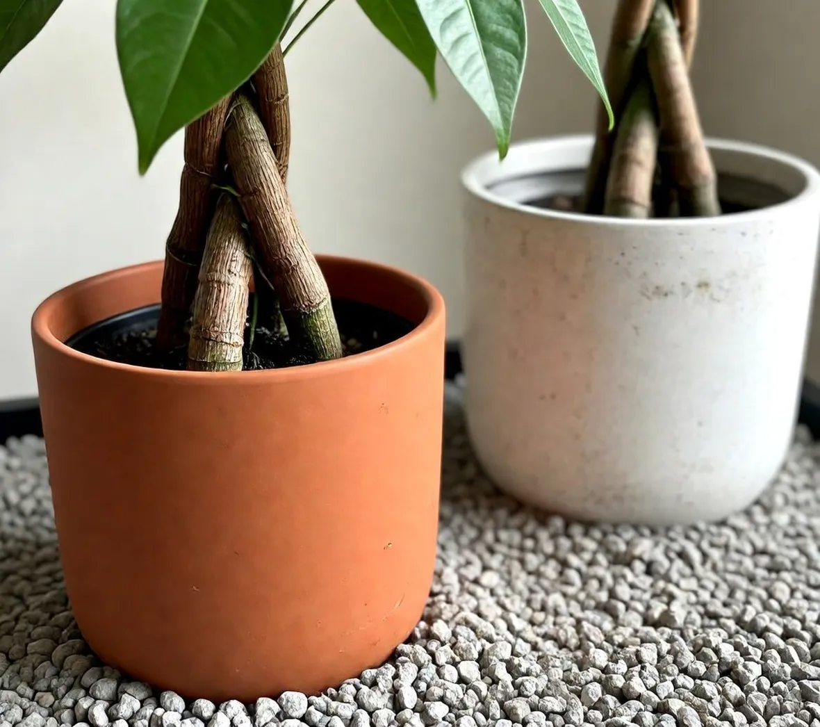Esemplari di pianta pachira coltivati in vaso