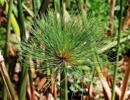 Esemplare di Cyperus papyrus