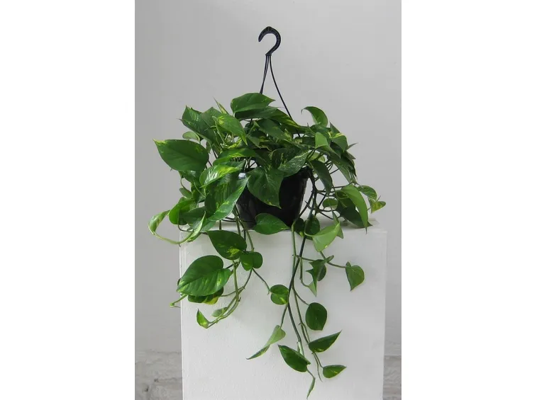 Pothos