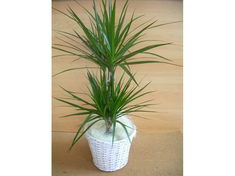 Dracena