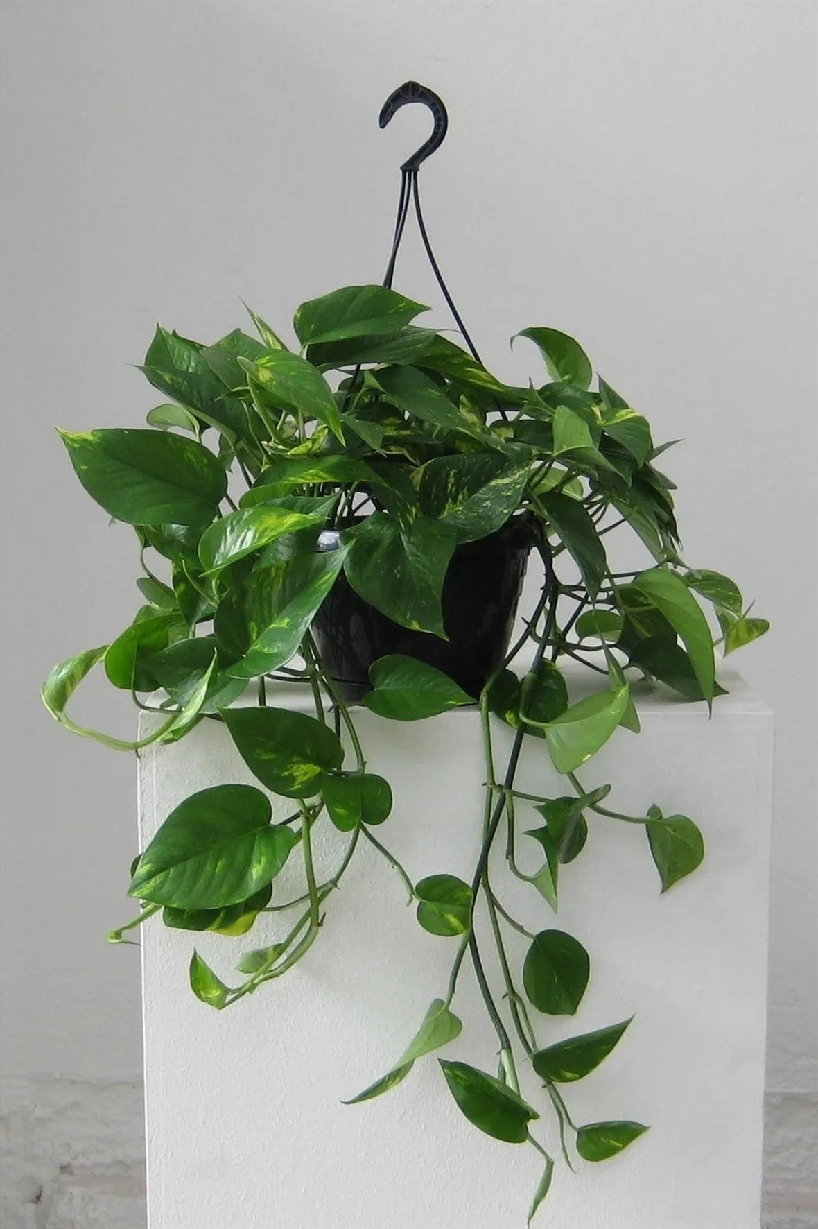 Pothos
