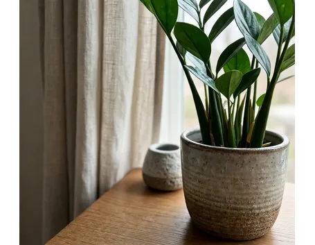 Pianta Zamioculcas nella sua bellezza