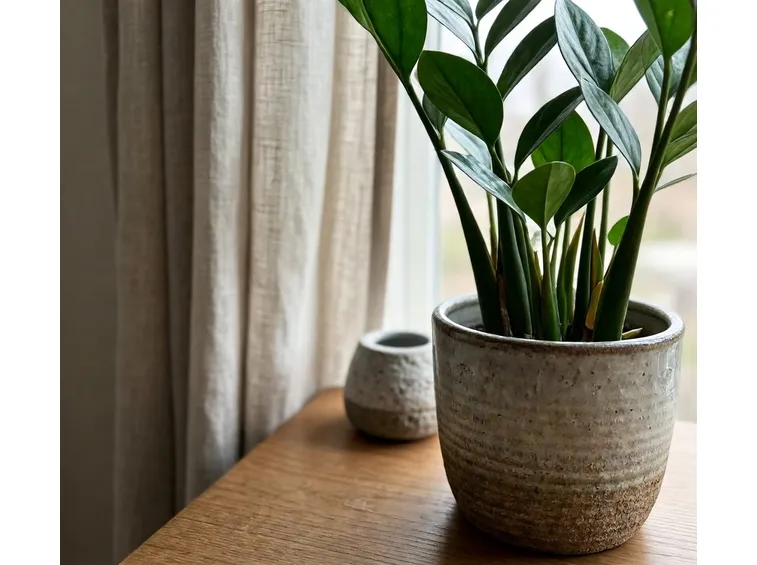 Pianta Zamioculcas nella sua bellezza