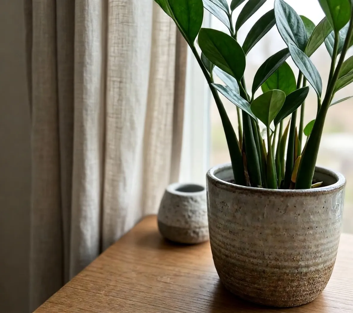 Pianta Zamioculcas nella sua bellezza