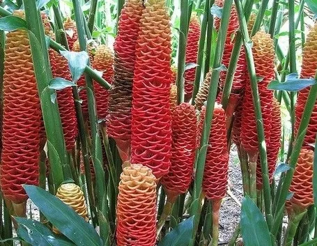 Piante di zenzero