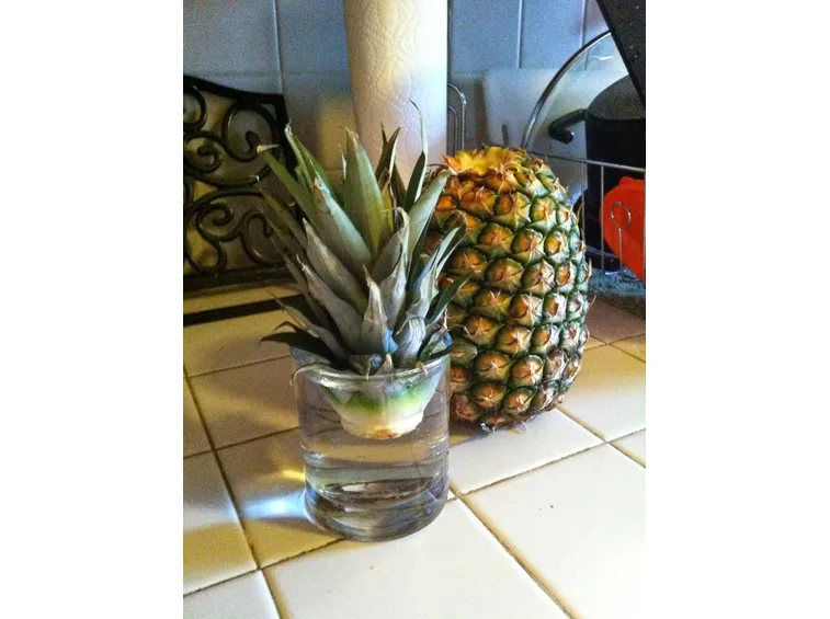 Foglie di ananas posizionate in acqua