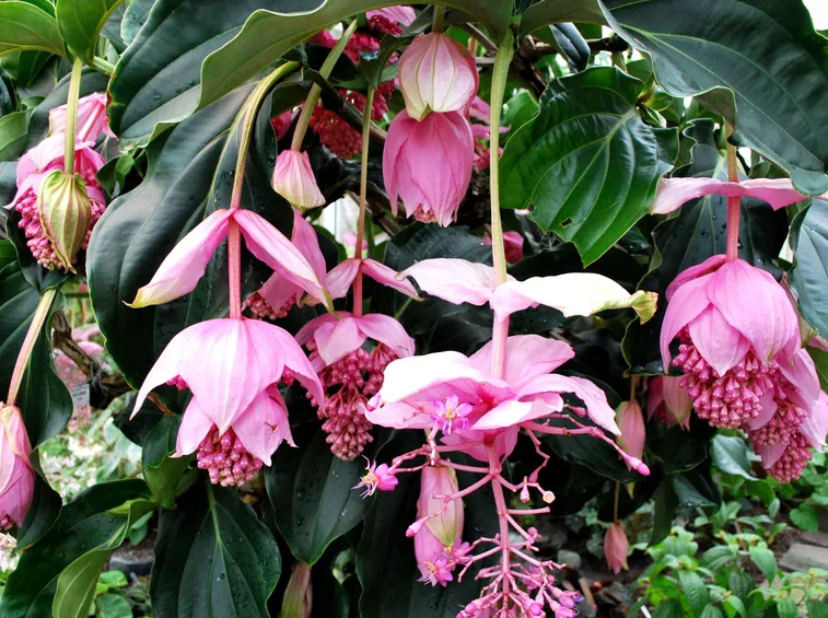 Medinilla Magnifica