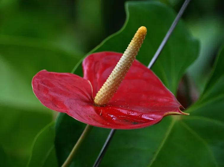 Anthurium Rosso