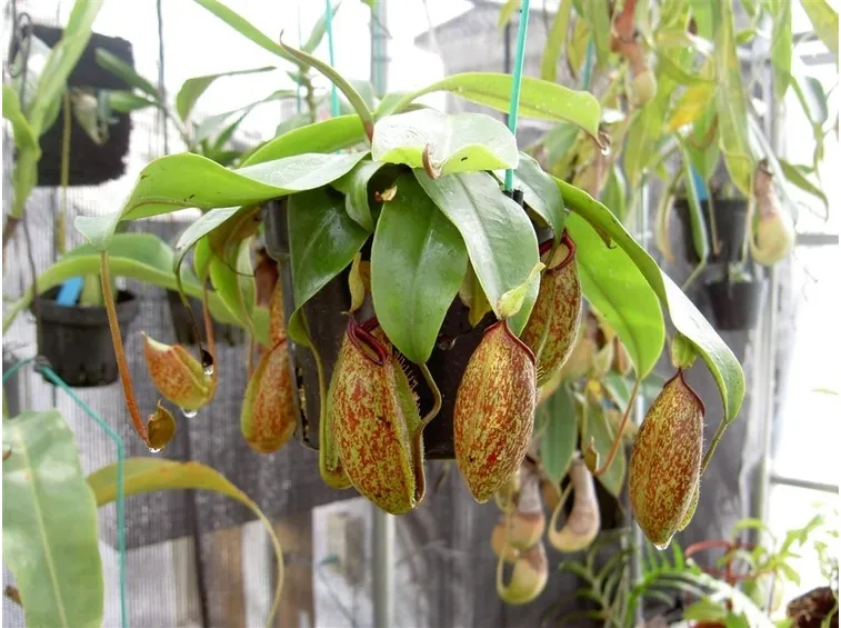 Nepenthes