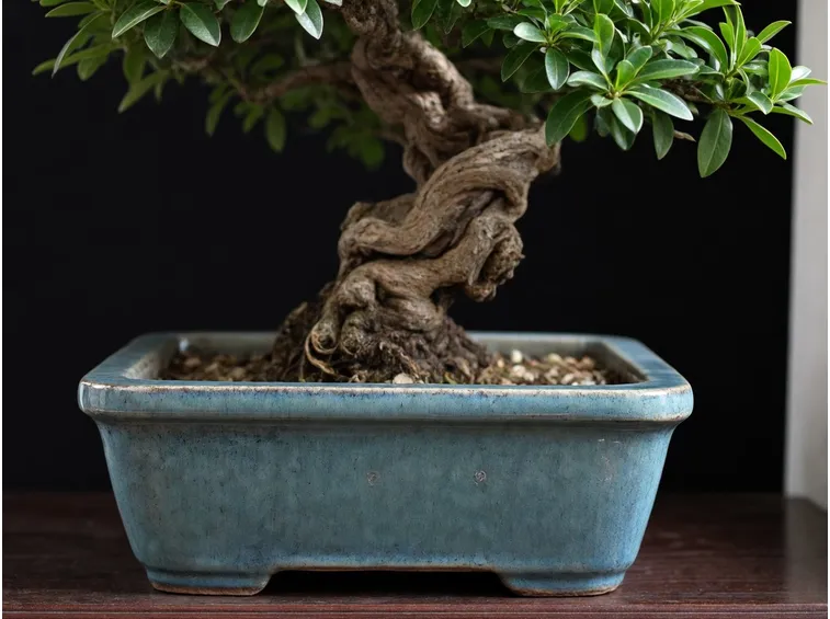 Bonsai Serissa