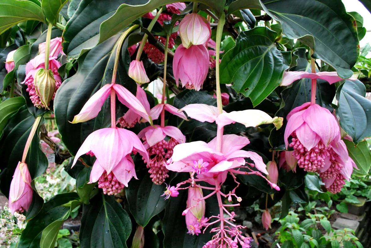 Medinilla Magnifica
