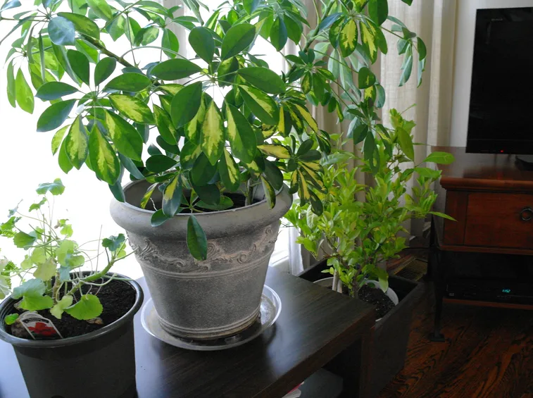 Piante da appartamento