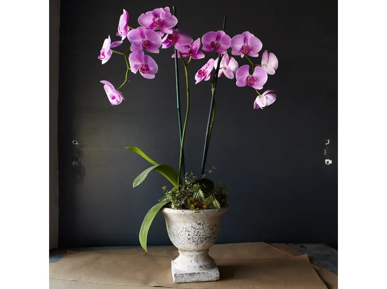 Orchidea