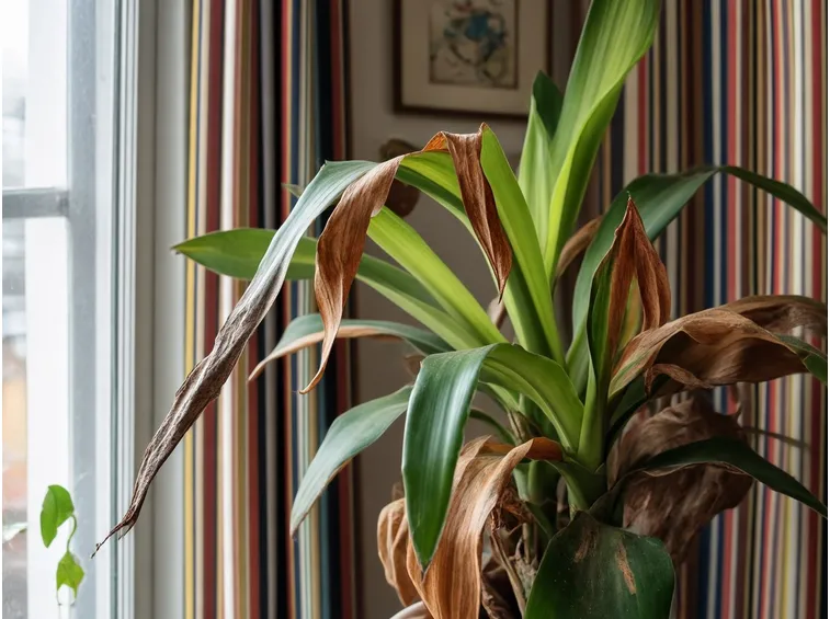 Pianta malata
