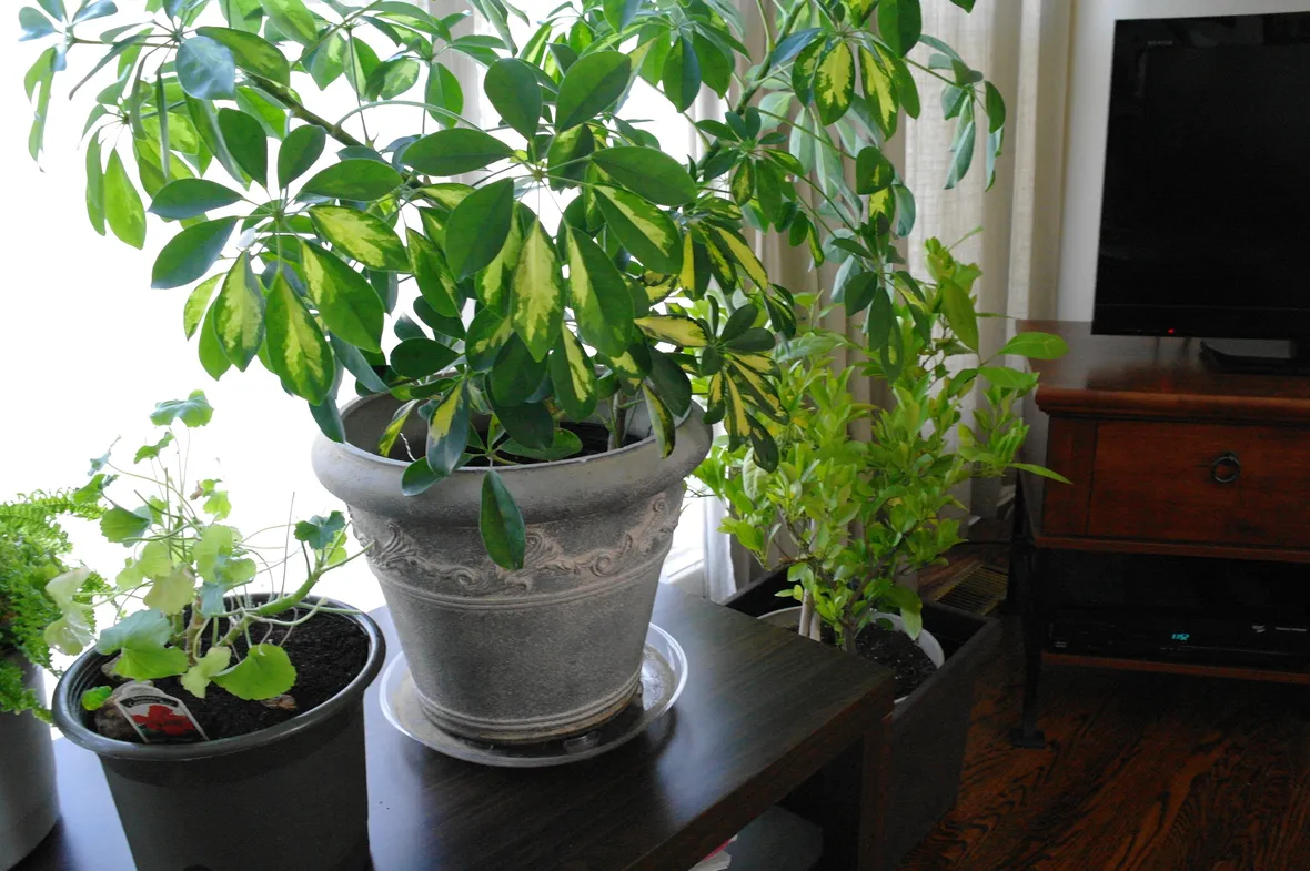 Piante da appartamento