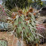 Un esemplare di cactus