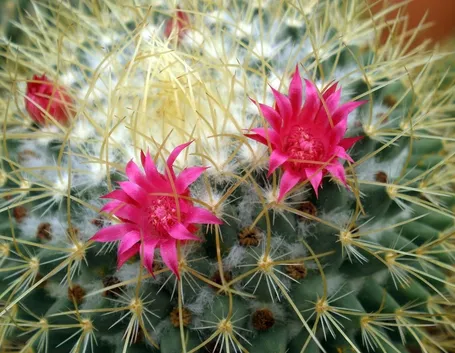 In foto, un esemplare di cactus